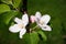 Blossoming apple, flowering apple. Close up. Spring solar background, photo wallpaper. Soft focus, toning.