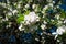 Blossoming apple, flowering apple. Close up. Spring solar background, photo wallpaper. Soft focus, toning.