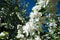 Blossoming apple, flowering apple. Close up. Spring solar background, photo wallpaper. Soft focus, toning.