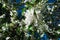 Blossoming apple, flowering apple. Close up. Spring solar background, photo wallpaper. Soft focus, toning.