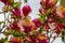 Blossoming apple, flowering apple. Close up. Spring solar background, photo wallpaper. Soft focus, toning