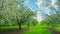 Blossoming apple orchard, panoramic time-lapse