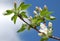 Blossoming apple tree