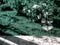 Blossoming apple tree on the background of houses