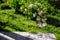 Blossoming apple tree on the background of houses