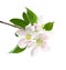 Blossoming apple tree branch.