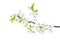 Blossoming apple tree branch isolated on white background