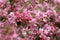 The blossoming apple-tree branch with pink colors. Blurring a spring background horizontally with beautiful pink flowers of an app