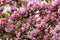 The blossoming apple-tree branch with pink colors. Blurring a spring background horizontally with beautiful pink flowers of an app