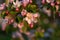 a blossoming apple tree in the early evening light with lots of leaves and flowers