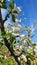 Blossoming apple tree in the garden against the blue sky. Garden trees, country harvest