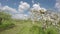 Blossoming apple tree industrial orchard garden. Timelapse 4K