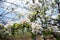 Blossoming apple tree in late April