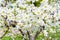 Blossoming apple tree Malus prunifolia, Chinese apple, Chinese crabapple spread the fragrant aroma. The apple tree in the full