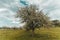 Blossoming apple tree at swiss countryside