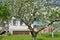 Blossoming of apple-trees on the seasonal dacha. Spring