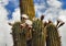 Blossoming Argentine Giant Cactus, Echinopsis candicans