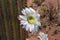 Blossoming Argentine Giant Cactus, Echinopsis candicans