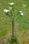 The blossoming aroniya (mountain ash) black-fruited (Aronia melanocarpa (Michx.) Elliott)