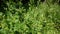 Blossoming artemisia vulgaris fresh medicinal plant HD