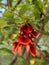 Blossoming beautiful bright red flowers of Erythrina crista-galli