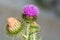 Blossoming beautiful flower with burdock prickles.