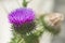 Blossoming beautiful flower with burdock prickles,