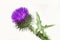 Blossoming beautiful flower with burdock prickles on a white background,