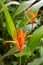 Blossoming, beautiful orange Heliconia psittacorum flowers