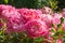 Blossoming beautiful rose flowers. Pink roses blossom in summer garden