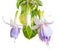 Blossoming beautiful soft white and lilac fuchsia is isolated