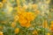 Blossoming beautiful Yellow Cosmos in garden