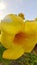 Blossoming Beauty: Captivating Large Yellow Flowers