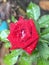 A Blossoming Beauty: A Close-Up of a Vibrant Red Rose Flower\'