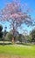 blossoming beauty pink color flowered tree under a sun-kissed blue sky