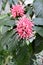 The blossoming bee balm Monarda L. close up