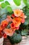 Blossoming begonia