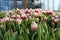 Blossoming bicolor tulips growing in the greenhouse. Fresh spring or summer background. Beautiful flowers, a gift to a woman you