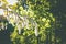 Blossoming birch tree in the summer park