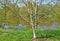 The blossoming birch useful Himalaya Betula utilis D.Don in sunny spring day