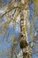 Blossoming birch warty (Betula pendula)