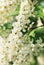 Blossoming bird cherry