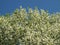 Blossoming bird cherry against the blue sky in early spring.