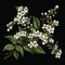 Blossoming bird cherry branch, close-up isolated on black, vintage drawing style