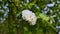 Blossoming bird cherry branch. outdoor landscape