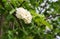 Blossoming bird cherry branch. outdoor landscape