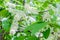 Blossoming bird cherry Prunus padus, hagberry, mayday tree spread the fragrant aroma. The hackberry tree in full bloom on the