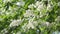 Blossoming bird-cherry tree bunch with white flowers and green leaves in a sunny spring day.Focus on medium flowers