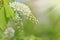 Blossoming bird cherry with white flowers