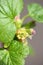 Blossoming of blackcurrant Ribes nigrum. Small depth of sharpness